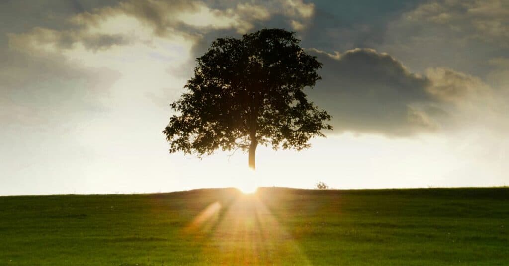 tree sunset
