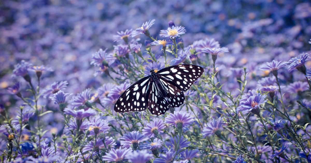 how to start a eulogy