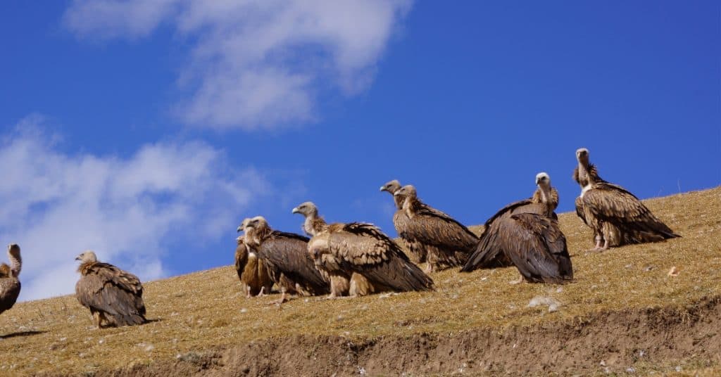Tibetan Sky Burial and Other Unique Cultural Funeral Practices Around ...