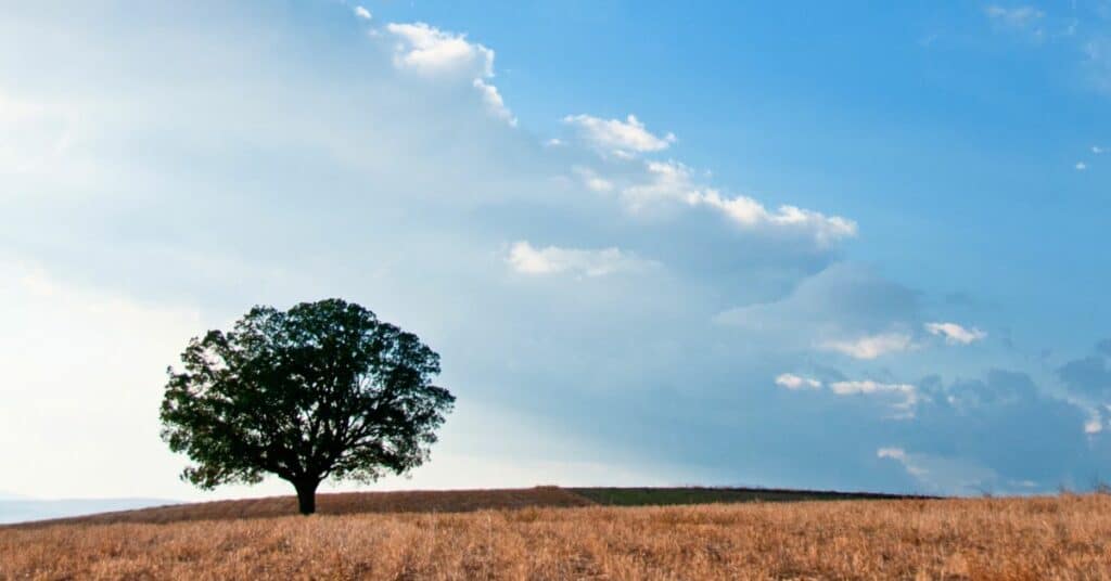 natural burial cost