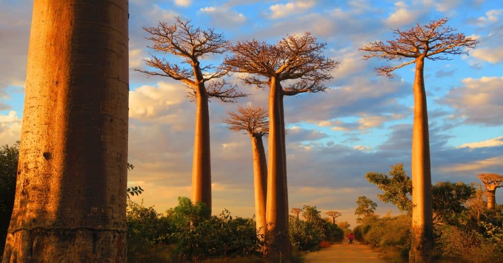 Madagascar